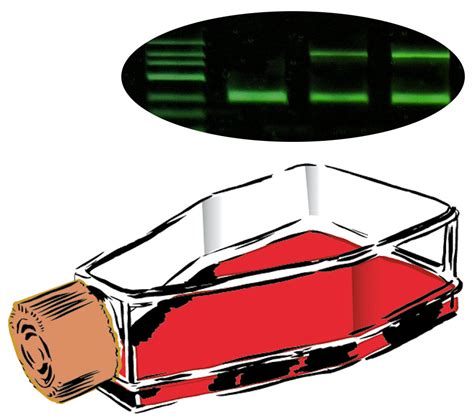 Mycoplasma PCR Test Kit – Cytecs – Expertise of 50 Years in Flow Cytometry