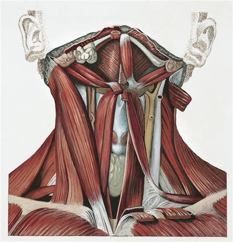 Deep Neck Flexor Muscles - The Longus Colli Group