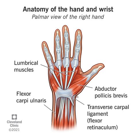 Anatomy Of The Hand Illustration Of Ligaments Muscles Tendons Bones ...