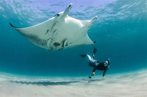 8 Fascinating Facts About Giant Manta Rays - Free The Ocean