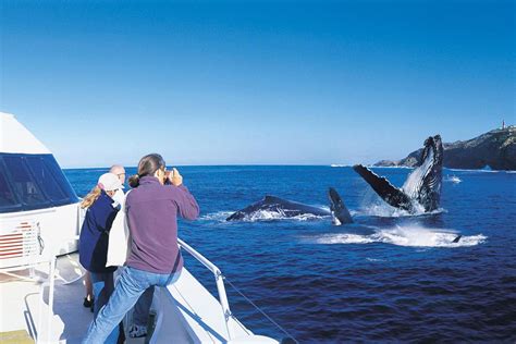 Whale Watching Tour - Brisbane, Australia | Gray Line