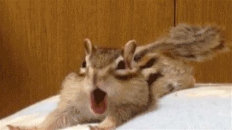 This baby chipmunk trying to get comfortable is all of us only cuter ...