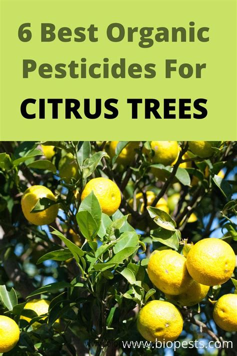 6 Best Organic Pesticides For Citrus Tree in 2021 | Citrus trees ...