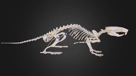 Rat skeleton - 3D model by Mieke Roth (@miekeroth) [ss2yfIM] - Sketchfab