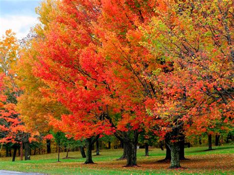 Sugar Maple Tree - Fast-growing native with bright fall color! (2 year ...