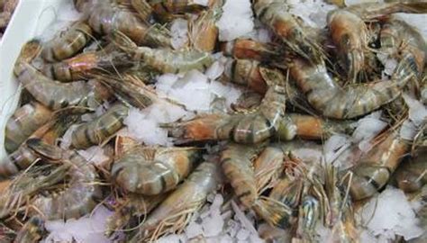 How to Start Freshwater Shrimp Farming | Sciencing