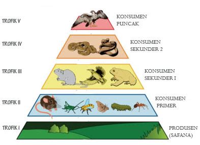 Piramida Rantai Makanan dan Penjelasannya - DosenBiologi.com