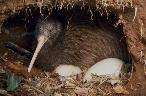 Kiwi bird eggs, size & facts, How many Kiwi birds are left?