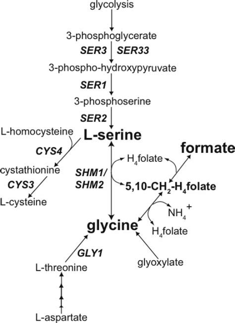 Relevant genes involved in the pathway for synthesis of L-serine and ...