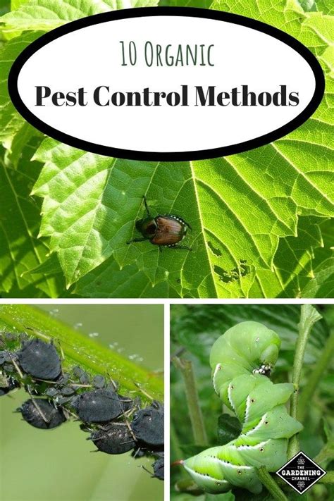 10 Organic Pest Control Methods to Use in Your Garden | Organic ...