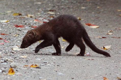 Fisher and Friends: Wildlife in New York City | The Brian Lehrer Show ...