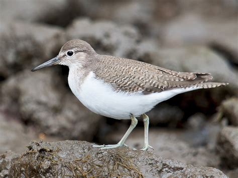 Common Sandpiper - eBird