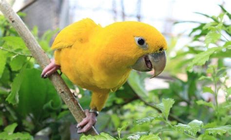 What Is a Lutino Budgie? The Ultimate Guide - Farewell Pet Care