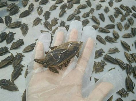 Edible Giant water bug (Belostomatidae) - Edible Insects for sale