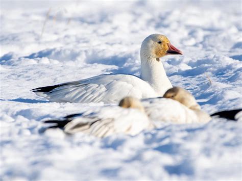 Snow Goose Migration Fall 2024 - Dorice Zulema