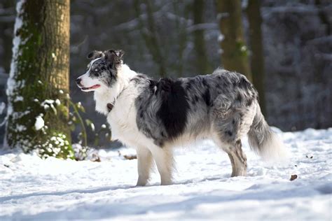 Blue Merle Border Collie: Facts, Genetics & More (With Pictures)