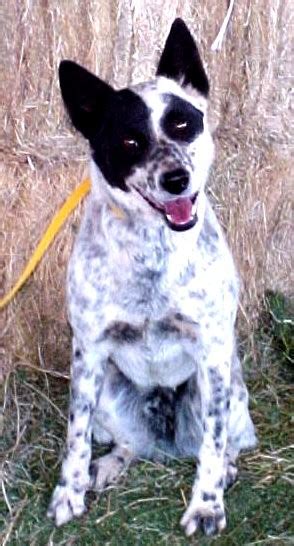 Are Australian Cattle Dogs All White