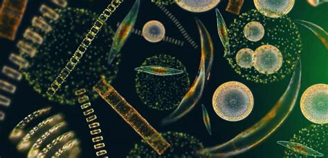 Marine Phytoplankton Food Chain