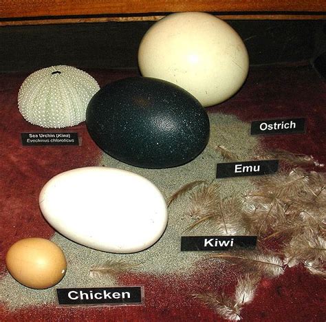 Eggs of ostrich, emu, kiwi and chicken | Bird eggs, Kiwi bird egg ...