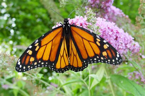 File:Male monarch butterfly.JPG - Wikimedia Commons