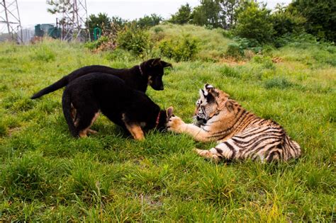 These German shepherds and tigers are unlikely BFFs