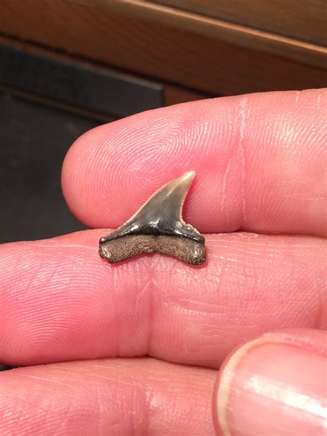 Shark Tooth ID Greater Hammerhead? - Fossil ID - The Fossil Forum