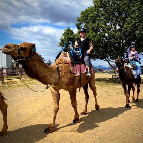 Camel Ride