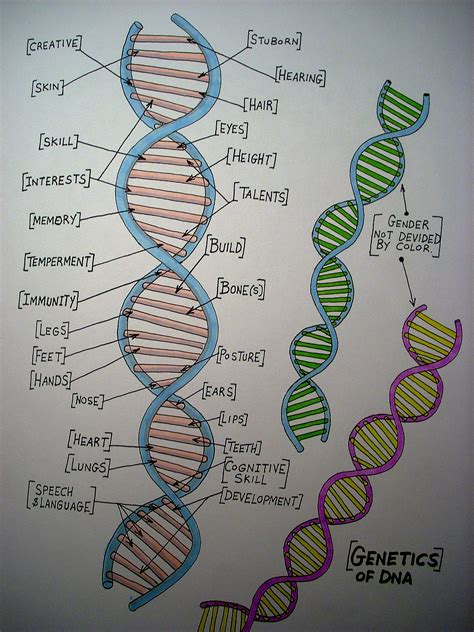 Human DNA (Hand-Drawn) By: Stephanie Bissonnette | Human dna, How to ...