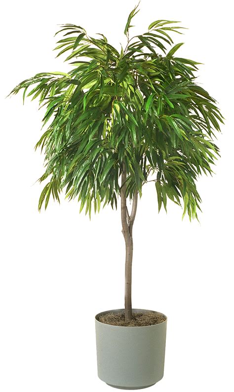 Houseplant PNG Image - PurePNG | Free transparent CC0 PNG Image Library