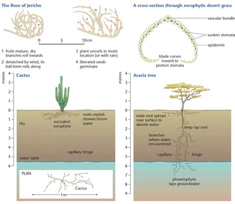 Desert conditions and plant adaptations | a2-level-level-revision ...