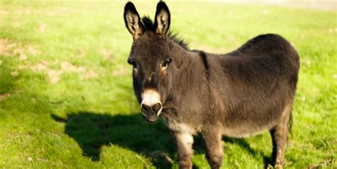 From Escape Artist to Happy Sanctuary Resident: How Albert Donkey Found ...