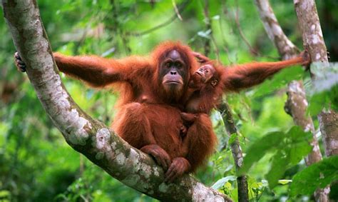 10 Fauna dan Flora Terlangka di Indonesia