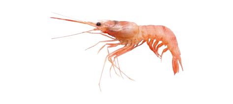 Shrimp Transparent File - PNG Play