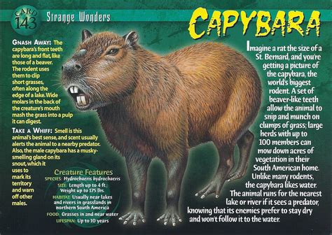 Capybara | Weird n' Wild Creatures Wiki | Fandom in 2020 | Capybara ...