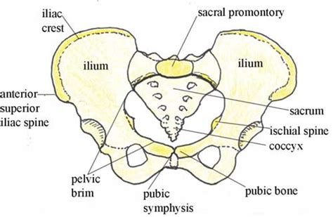 Female Pelvic Bones ~ Emi's Stethoscope