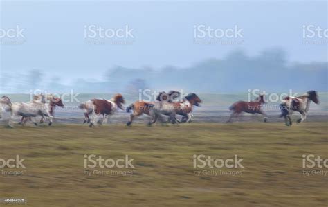 Blurred Motion Of Many Galloping Horses Stock Photo - Download Image ...