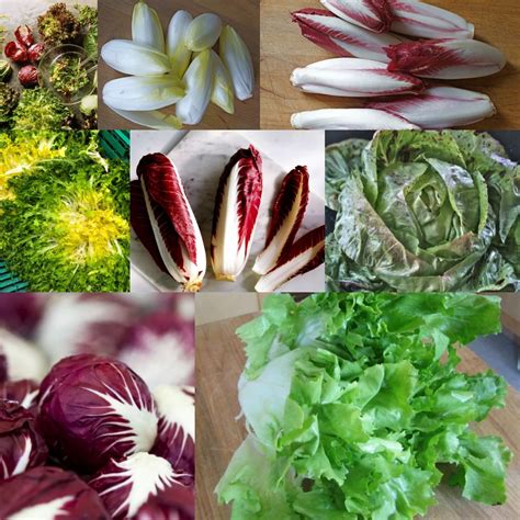 Delicious Types of Chicories!! Belgian Endive Red Belgian Endive Curly ...