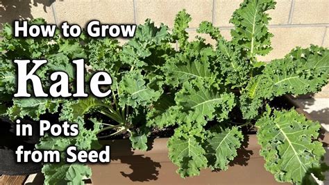 How to Grow Kale from Seed in Containers and Grow Bags | Easy Planting ...