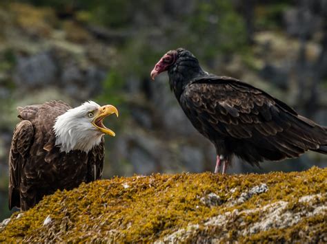 Pacific NorthWest Wildlife In the Air - Wildcoast Wildlife Birds