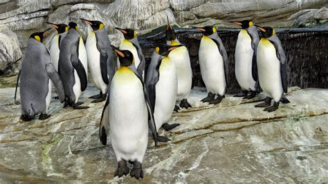 Seals & penguins – Zoo Berlin