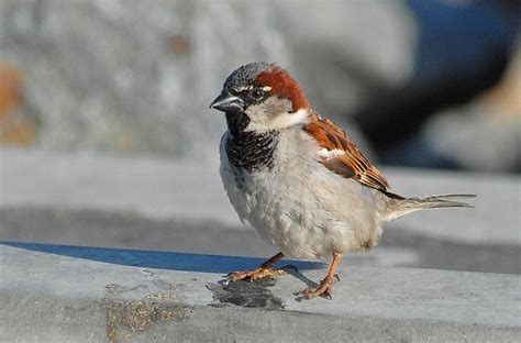 Passerine evolution likely began in Australia | SANTA MONICA BAY ...