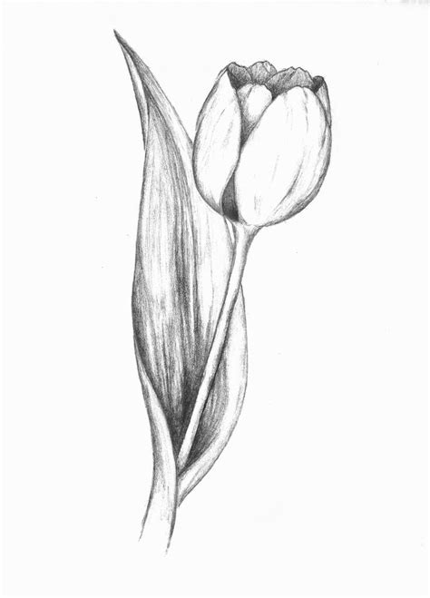 tulip - #tulip | Pencil drawings of flowers, Tulip drawing, Flower sketches