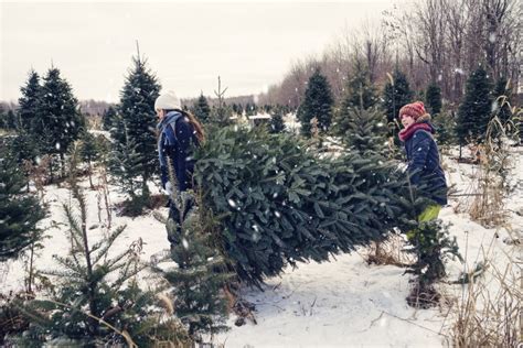 Find A Christmas Tree Farm Near You | Don Moore Automotive