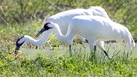 Louisiana's whooping cranes survive hurricanes and pandemic in 2020