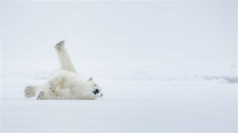 Adorable Video Shows Polar Bear in Chicago Loving the Snow - Newsweek