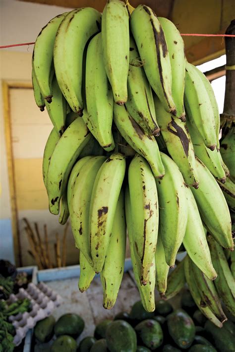 Get Some Information About Plantain - newebmasters