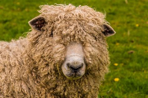 Raising Sheep for Fiber & Naturally Dyeing Wool - Melissa K. Norris