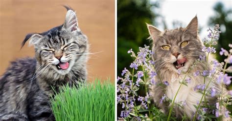 17 Maine Coon Food Allergies (According to Vets) - MaineCoon.org