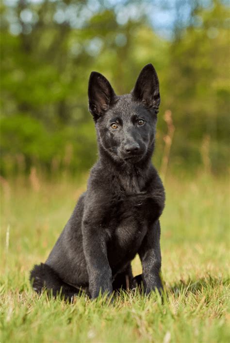 The Blue German Shepherd - Top Facts & Guide - Animal Corner