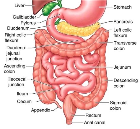 The Small Intestine - Part 4 of the 5 Phases of Digestion